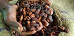 Why efforts by Côte d’Ivoire and Ghana to help cocoa farmers haven’t worked